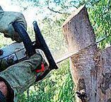 Best Firewood Processing and Delivery  in West Newton, PA