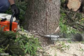 Best Tree Preservation Services  in West Newton, PA