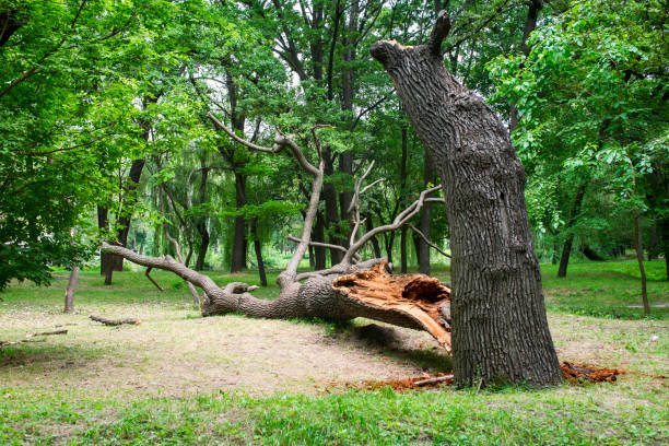 Best Tree Disease Treatment  in West Newton, PA