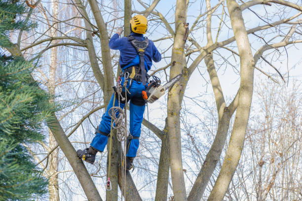 Best Tree Cabling and Bracing  in West Newton, PA