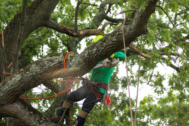 Best Emergency Tree Removal  in West Newton, PA