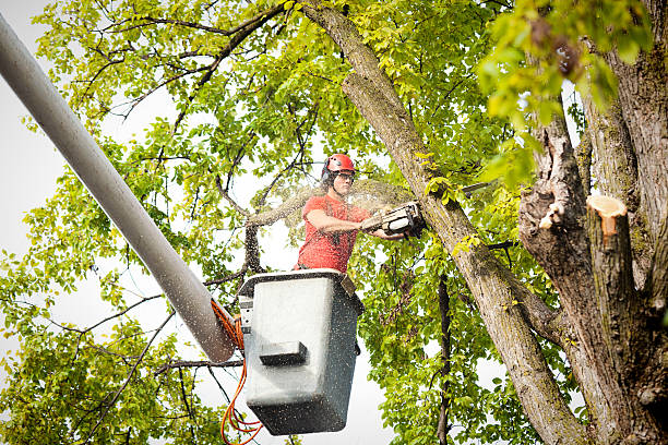 Best Seasonal Cleanup (Spring/Fall)  in West Newton, PA