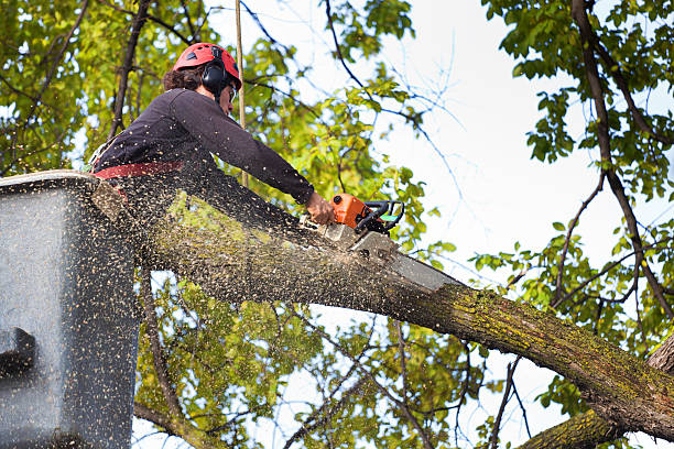 How Our Tree Care Process Works  in  West Newton, PA