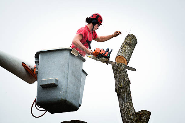 Best Fruit Tree Pruning  in West Newton, PA