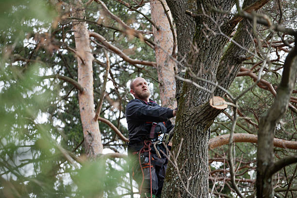 Best Tree Removal  in West Newton, PA
