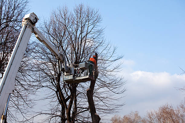 Trusted West Newton, PA Tree Care Experts