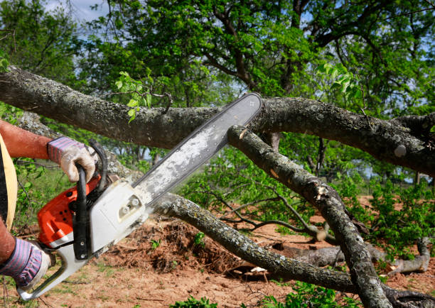 Best Tree Mulching  in West Newton, PA