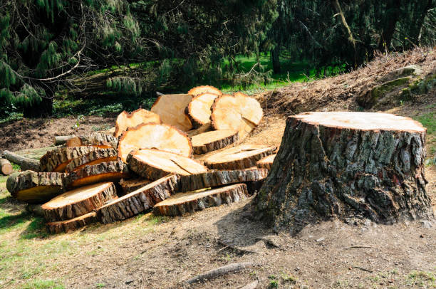 Best Tree Trimming and Pruning  in West Newton, PA